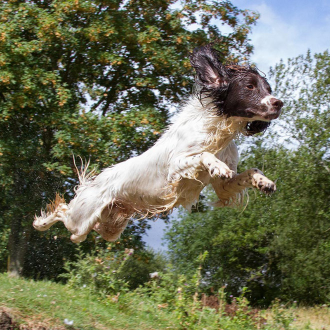 Photographer Captures Hilarious Expressions Pulled by Dogs as They Go For a Run