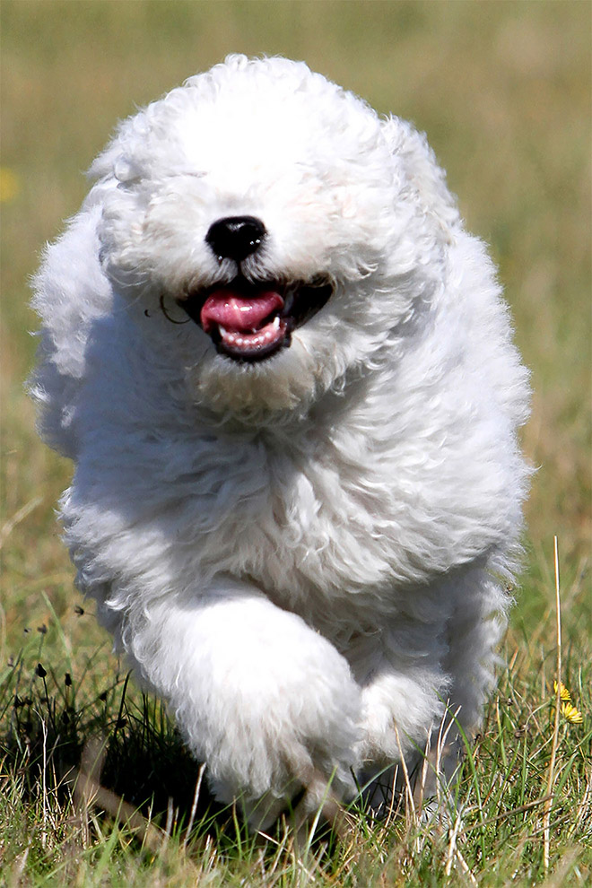 Photographer Captures Hilarious Expressions Pulled by Dogs as They Go For a Run