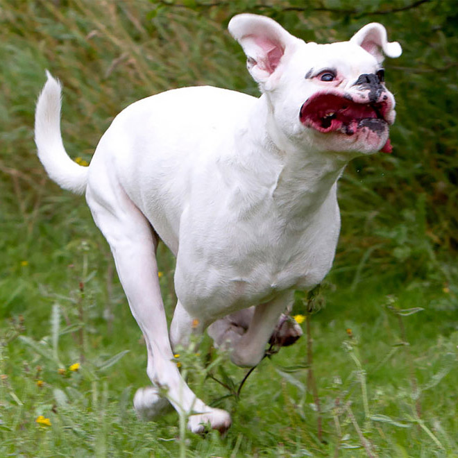 Photographer Captures Hilarious Expressions Pulled by Dogs as They Go For a Run