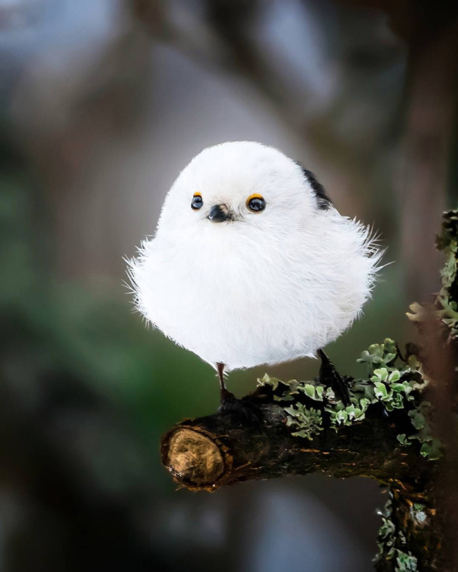 Photos of Real Life Angry Birds