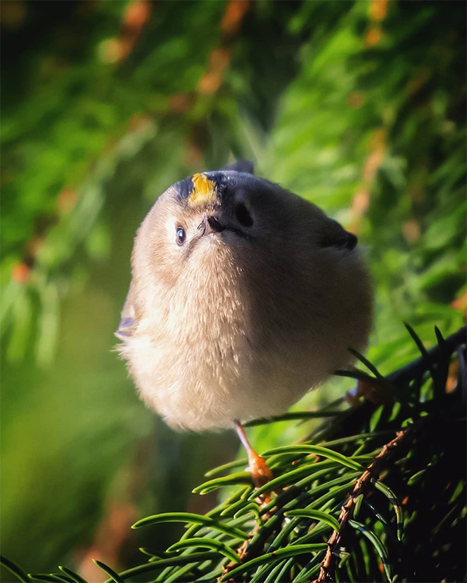 Photos of Real Life Angry Birds