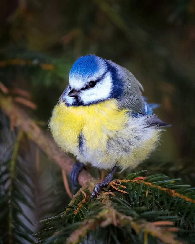 Photos of Real Life Angry Birds