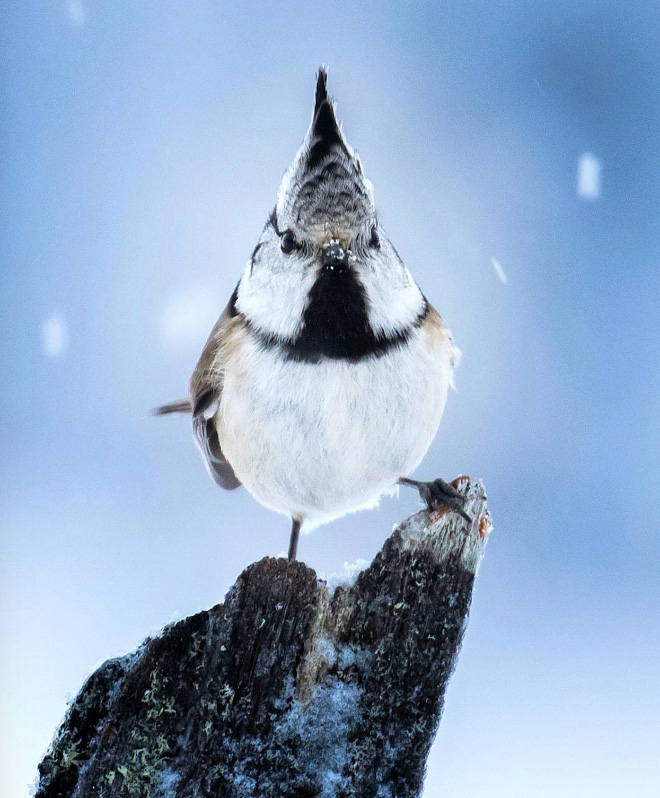 Photos of Real Life Angry Birds