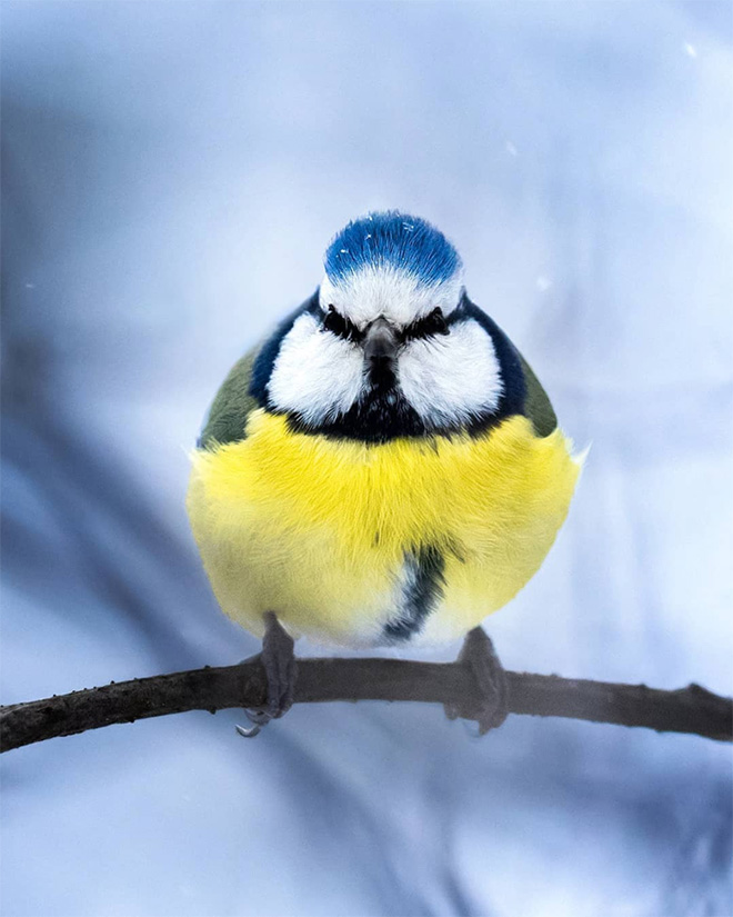 Photos of Real Life Angry Birds