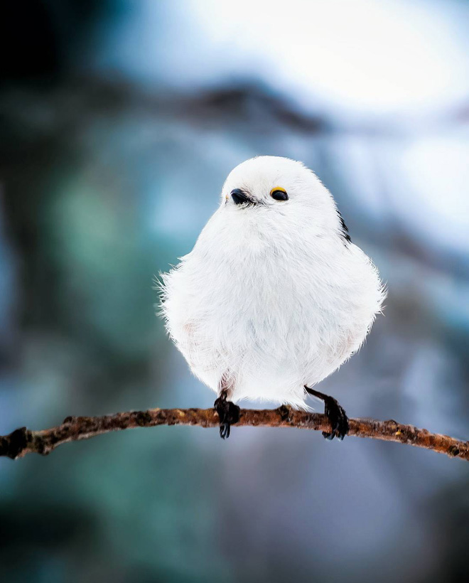 Photos of Real Life Angry Birds