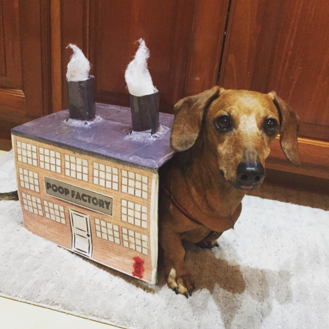 Poop Factory: The Best DIY Halloween Costume For Your Dog