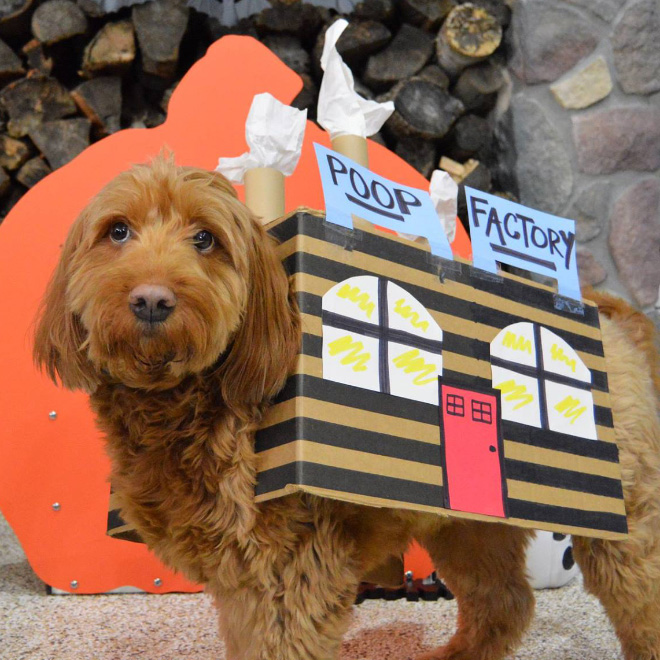 Poop Factory: The Best DIY Halloween Costume For Your Dog