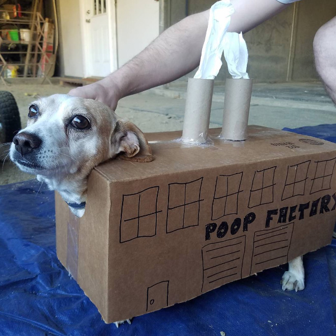 Poop Factory: The Best DIY Halloween Costume For Your Dog