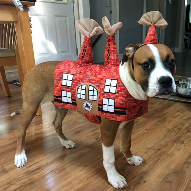 Poop Factory: The Best DIY Halloween Costume For Your Dog