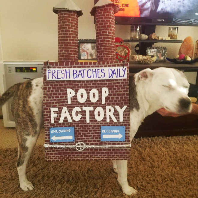 Poop Factory: The Best DIY Halloween Costume For Your Dog