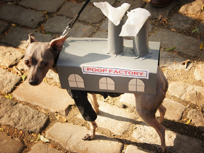 Poop Factory: The Best DIY Halloween Costume For Your Dog