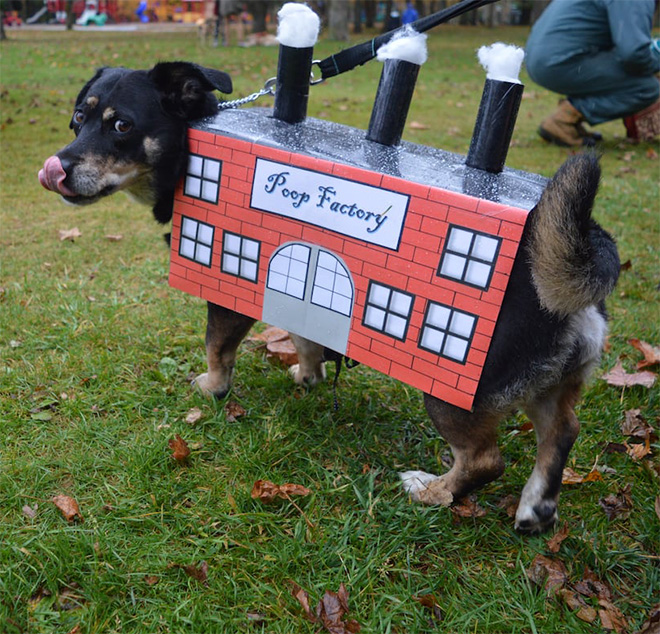 Poop Factory: The Best DIY Halloween Costume For Your Dog