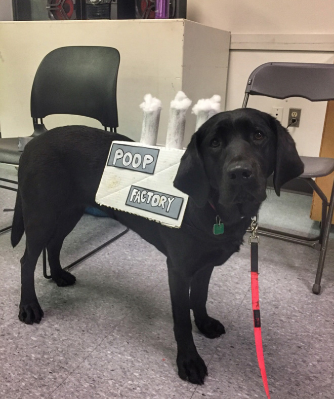 Poop Factory: The Best DIY Halloween Costume For Your Dog