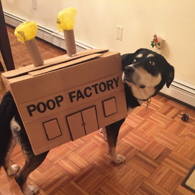 Poop Factory: The Best DIY Halloween Costume For Your Dog