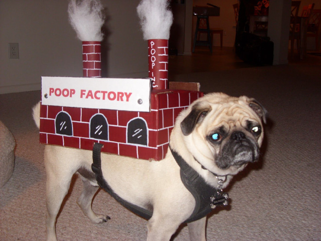 Poop Factory: The Best DIY Halloween Costume For Your Dog