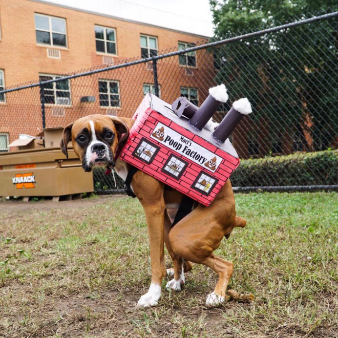 Poop Factory: The Best DIY Halloween Costume For Your Dog