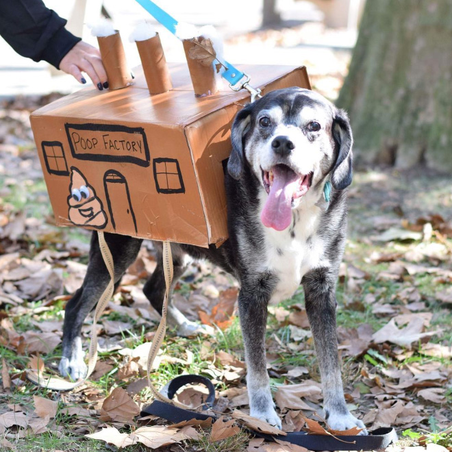 Poop Factory: The Best DIY Halloween Costume For Your Dog