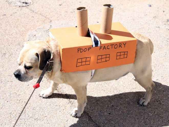 Poop Factory: The Best DIY Halloween Costume For Your Dog