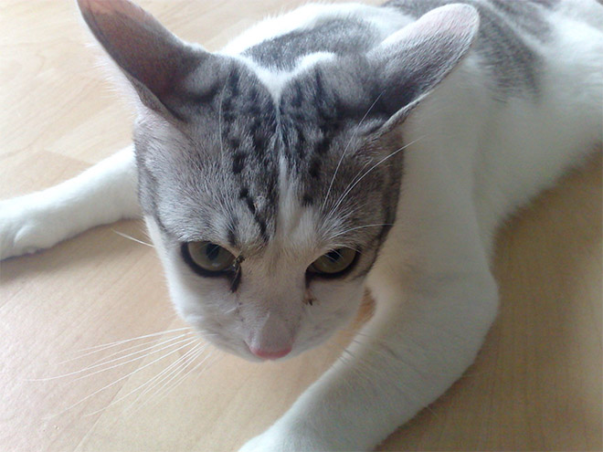 Poor Cats Who Lost Battles With Bees