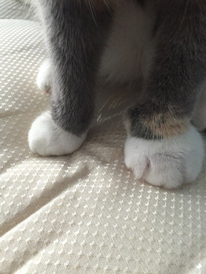 Poor Cats Who Lost Battles With Bees