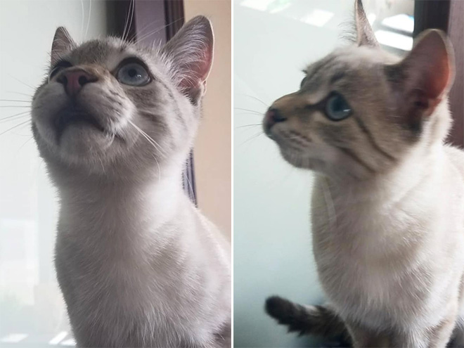 Poor Cats Who Lost Battles With Bees