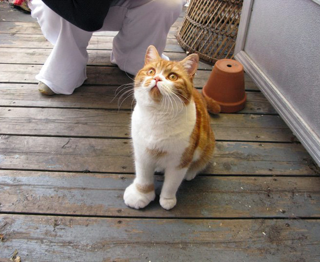 Poor Cats Who Lost Battles With Bees