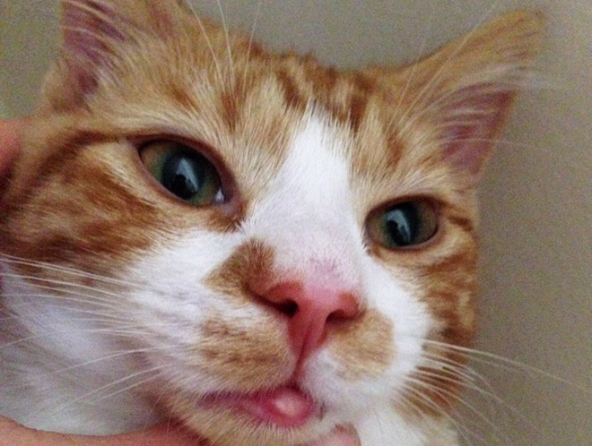 Poor Cats Who Lost Battles With Bees