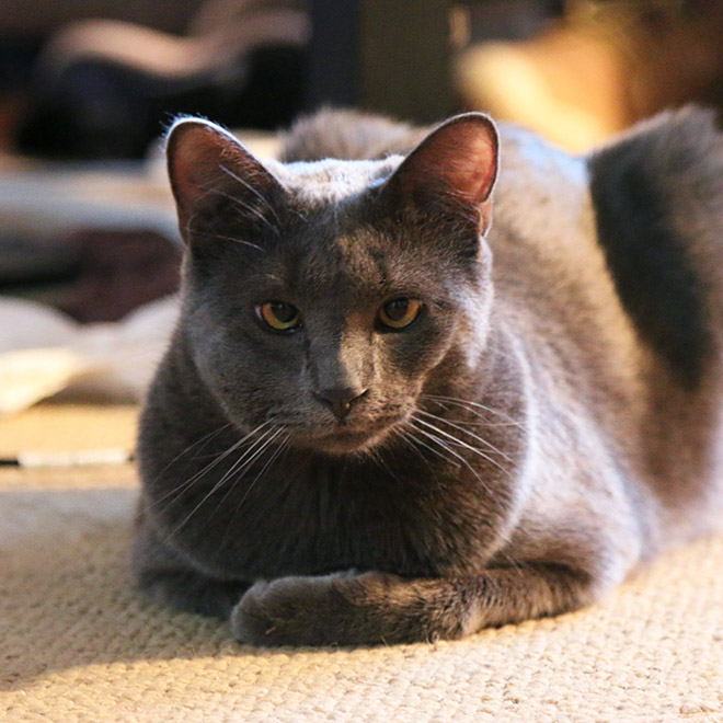 Poor Cats Who Lost Battles With Bees
