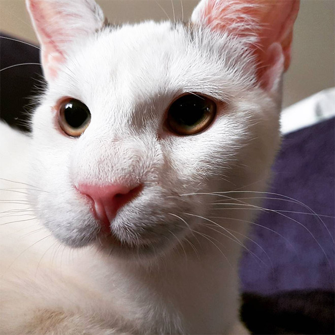 Poor Cats Who Lost Battles With Bees