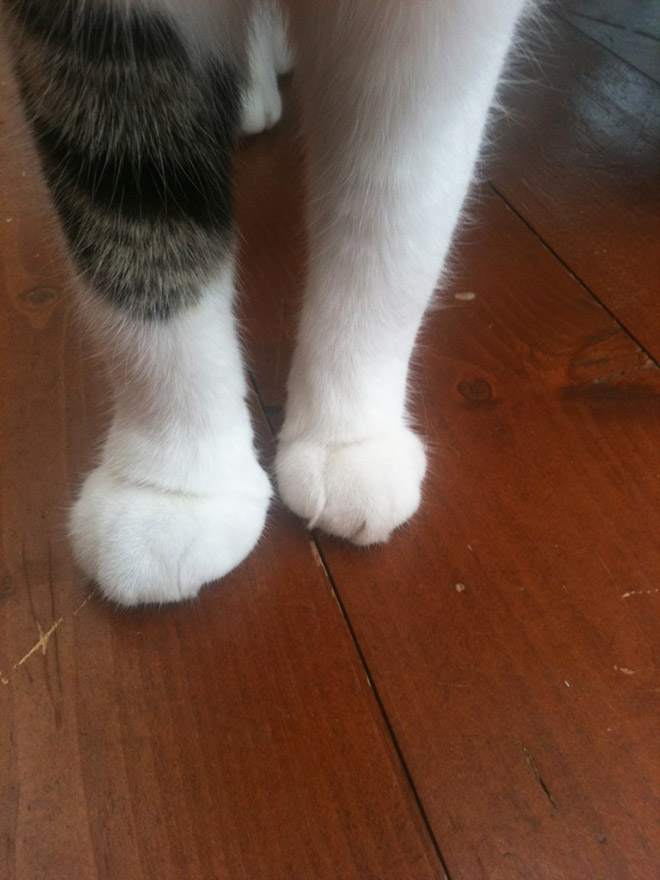 Poor Cats Who Lost Battles With Bees