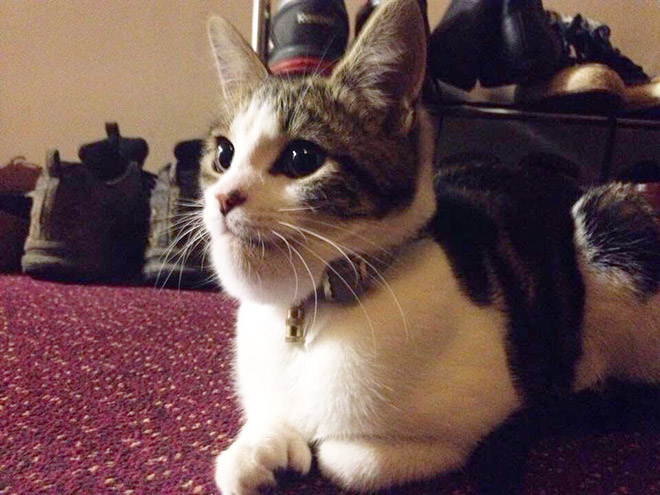 Poor Cats Who Lost Battles With Bees