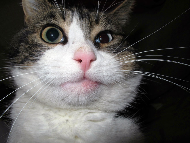 Poor Cats Who Lost Battles With Bees