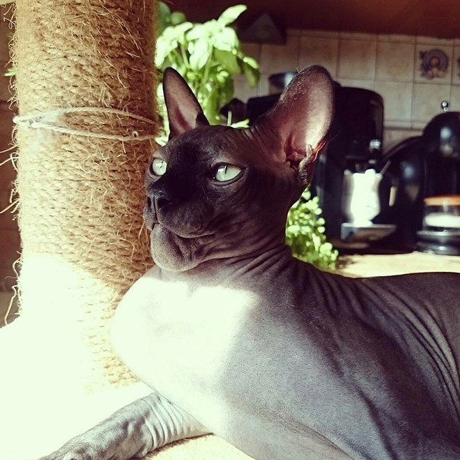 Poor Cats Who Lost Battles With Bees