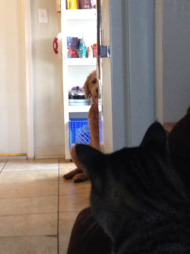 Poor Dogs Who Are Terrified Of Cats