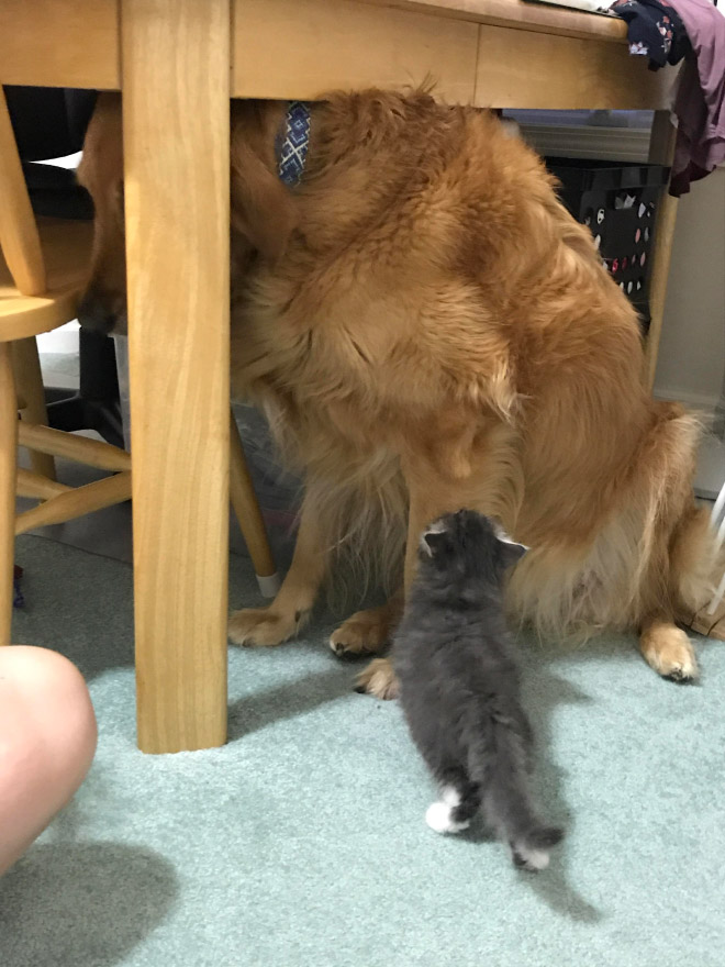 Poor Dogs Who Are Terrified Of Cats