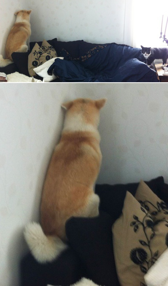 Poor Dogs Who Are Terrified Of Cats