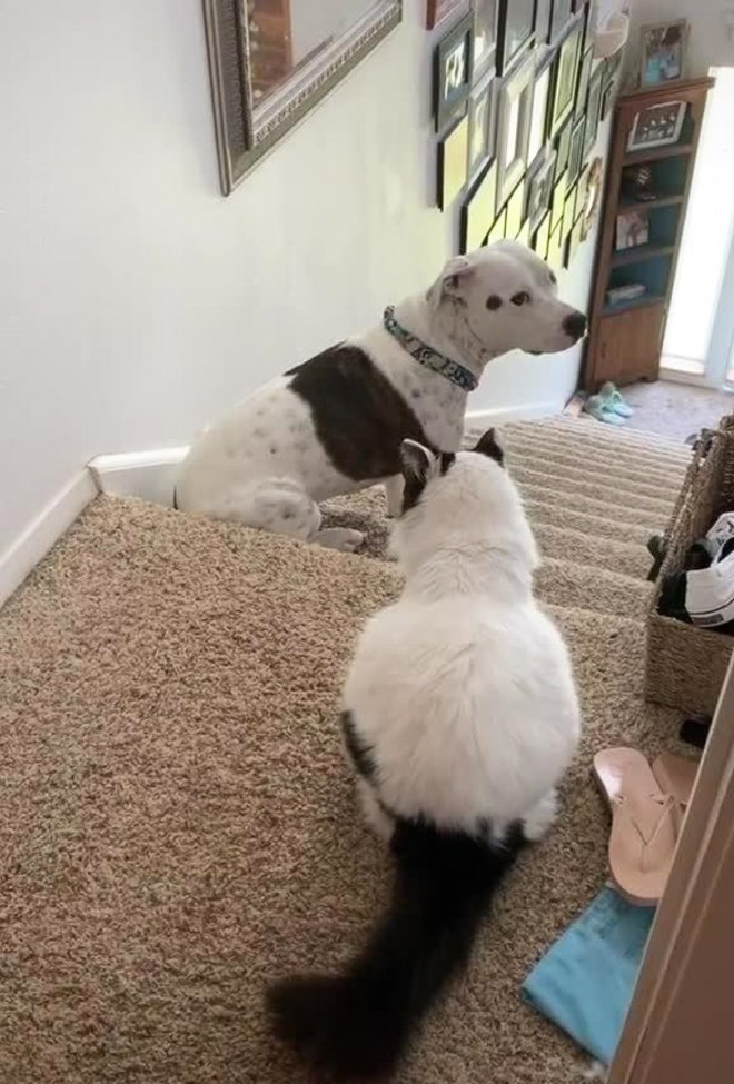 Poor Dogs Who Are Terrified Of Cats