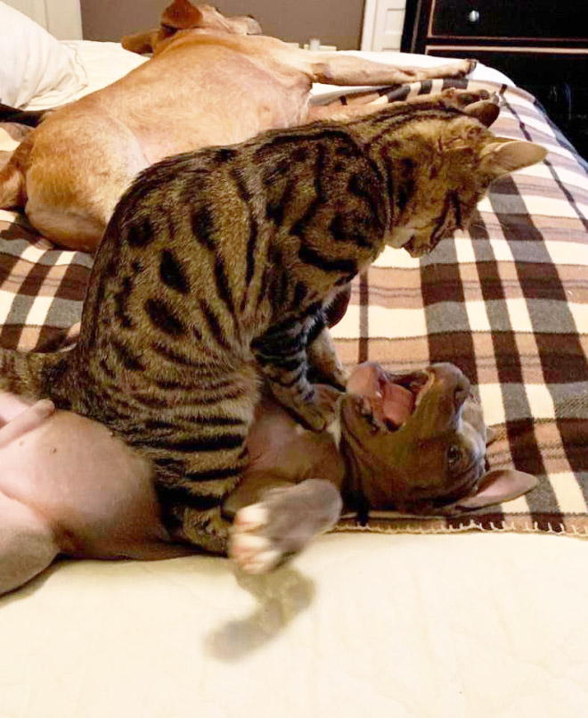 Poor Dogs Who Are Terrified Of Cats