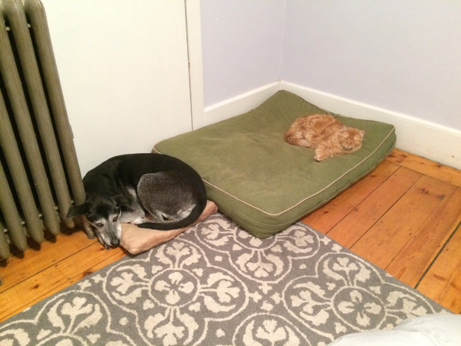 Poor Dogs Who Are Terrified Of Cats