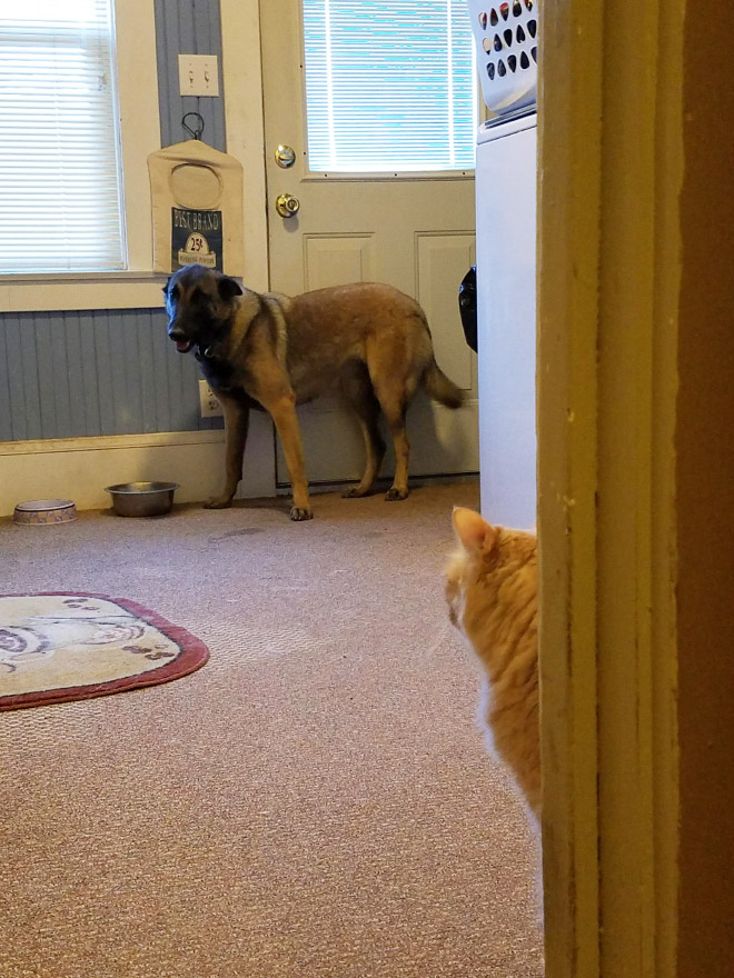 Poor Dogs Who Are Terrified Of Cats