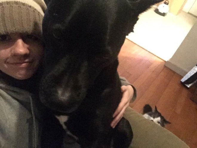 Poor Dogs Who Are Terrified Of Cats