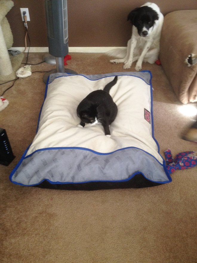 Poor Dogs Who Are Terrified Of Cats