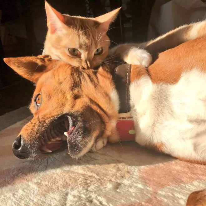 Poor Dogs Who Are Terrified Of Cats