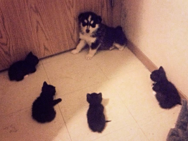 Poor Dogs Who Are Terrified Of Cats