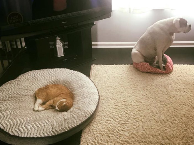 Poor Dogs Who Are Terrified Of Cats