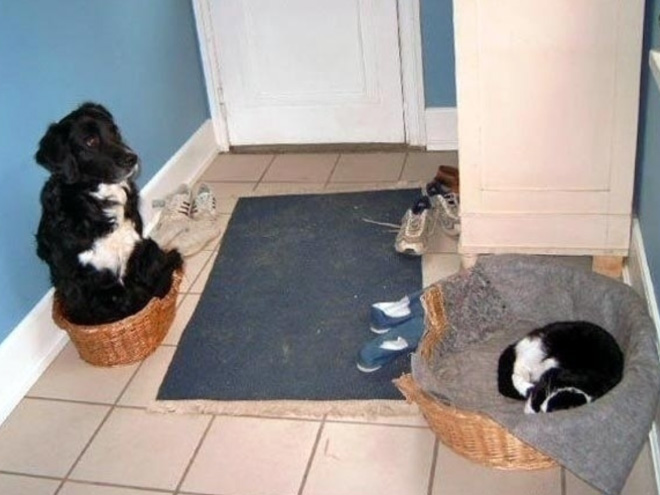 Poor Dogs Who Are Terrified Of Cats