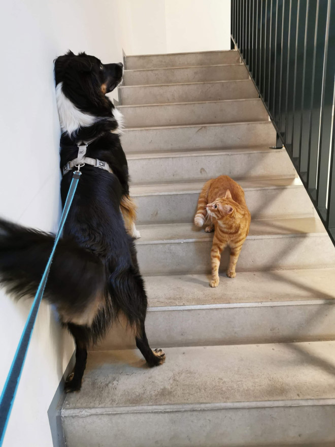 Poor Dogs Who Are Terrified Of Cats