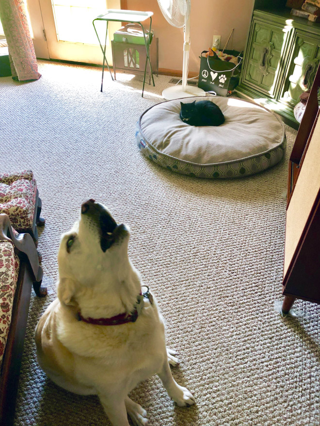 Poor Dogs Who Are Terrified Of Cats