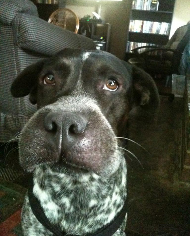 Poor Dogs Who Tried To Eat a Bee