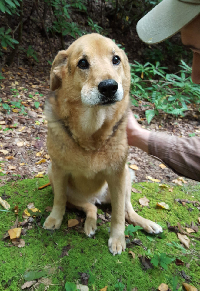 Poor Dogs Who Tried To Eat a Bee